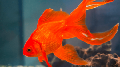 Cute:1dwg0pa4hb0= Goldfish