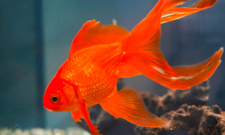 Cute:1dwg0pa4hb0= Goldfish