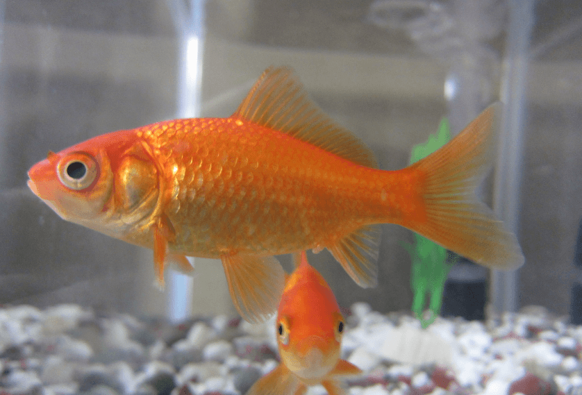 Cute:1dwg0pa4hb0= Goldfish