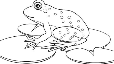 Outline:3ygtd0celne= Frog Drawing