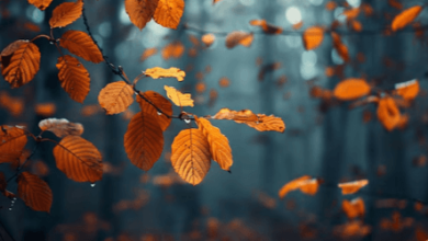 Aesthetic:Tszo2bm5lxa= Cute:2u-Bqxoije0= Fall Wallpaper