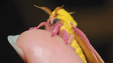 Cute:1sfley8ff_E= Rosy Maple Moth