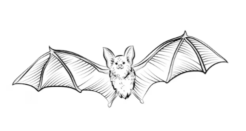 Outline:9uwqeznafki= Bat Clip Art