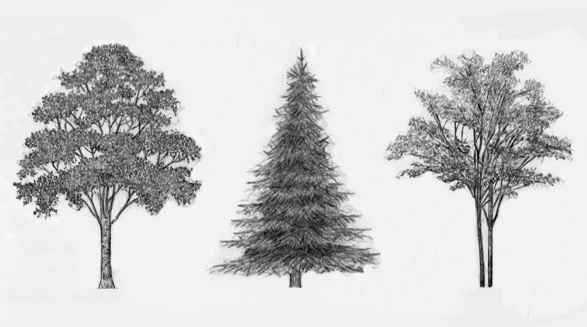 Simple:4hlllztx2mk= Tree Drawings