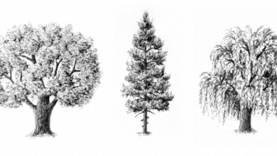 Simple:4hlllztx2mk= Tree Drawings