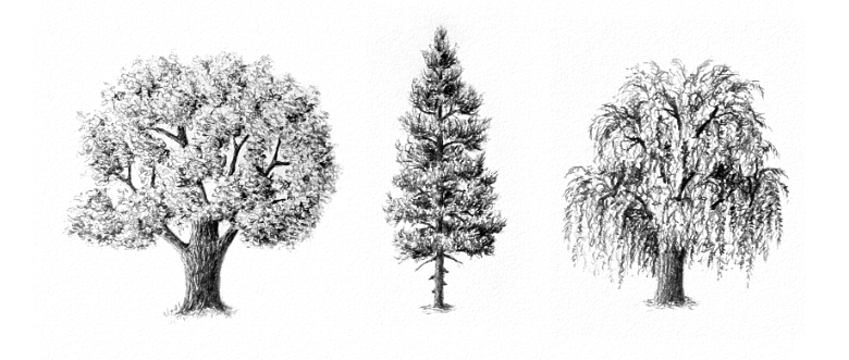 Simple:4hlllztx2mk= Tree Drawings