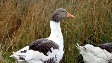 asuramgg profile details overview