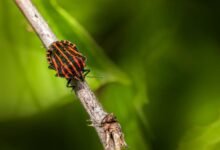 bug fixing guide for evebiohaztech beginners