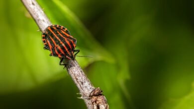 bug fixing guide for evebiohaztech beginners
